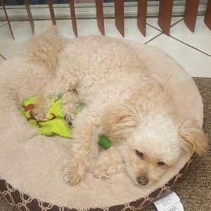 Meet your Posher, Adelfa